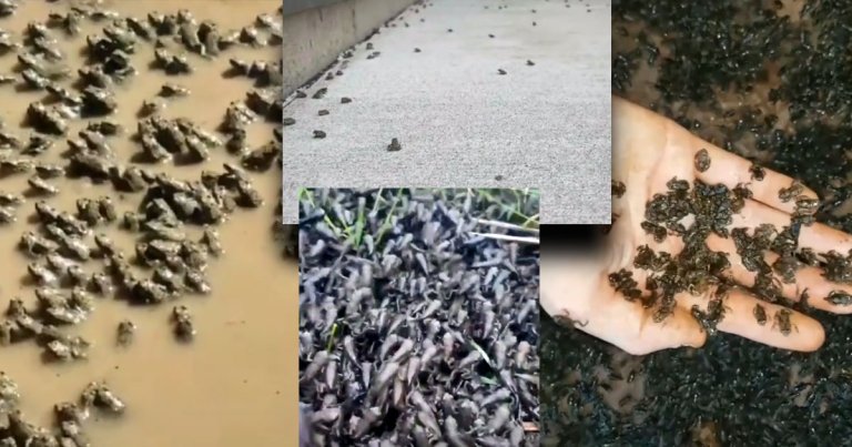 A UK-based TikTok claims to have collected more than 1.4 million frog eggs, which have since hatched into tadpoles living in his backyard pool — and conservation biologists are horrified by the potential consequences of the trend could going viral, The Guardian reports.