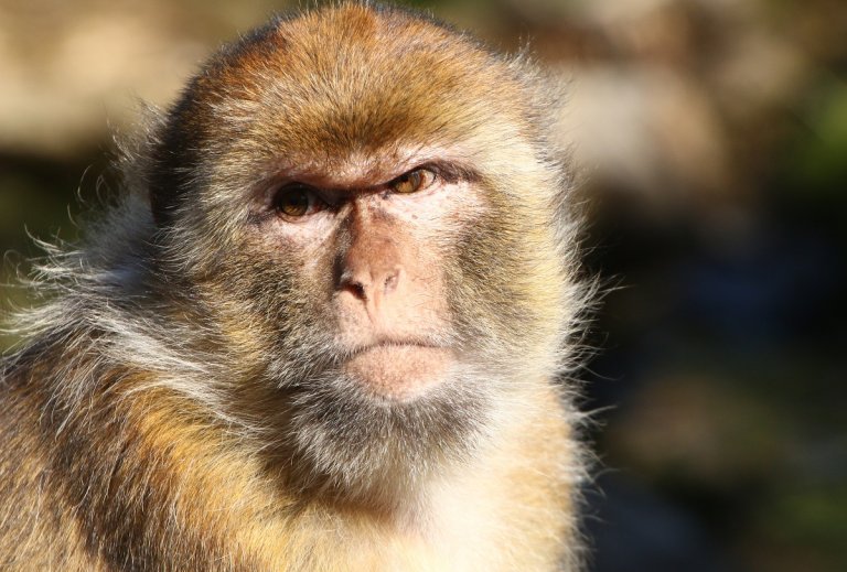 Citizens living in the southwestern Japanese city of Yamaguchi have found themselves besieged by violent gangs of macaque monkeys.