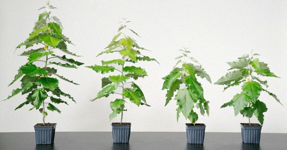 Living Carbon has gone back to carbon capture's literal roots, but with a twist: they've created genetically-modified, fast-growing trees.