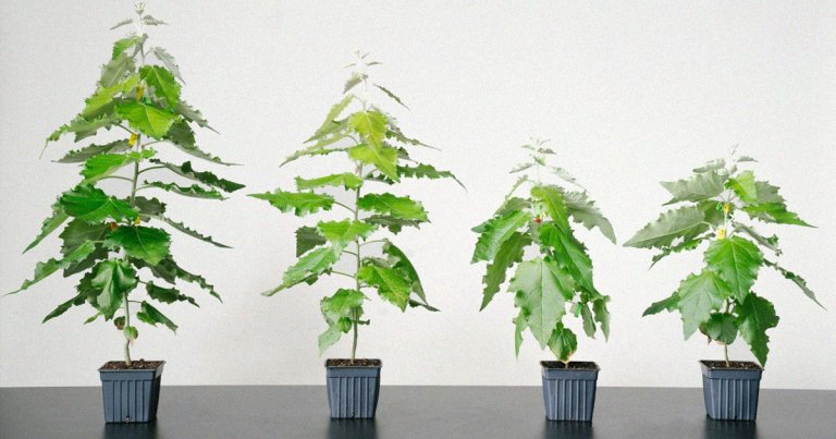 Living Carbon has gone back to carbon capture's literal roots, but with a twist: they've created genetically-modified, fast-growing trees.