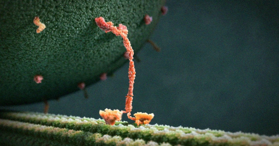 A viral Twitter video claims to illustrate how motor proteins move. It's fun, but incorrect — and what those molecules actually do is way cooler.