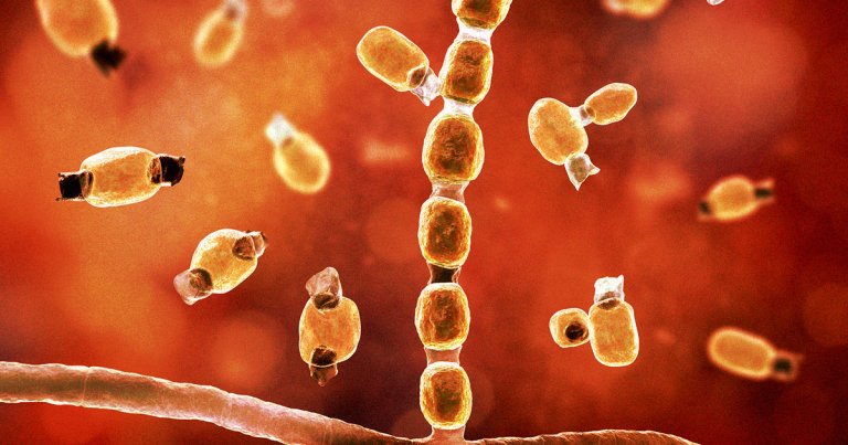 Drought-stricken California soil has, over the course of several years, been slowly releasing a meningitis-causing fungus into the air.