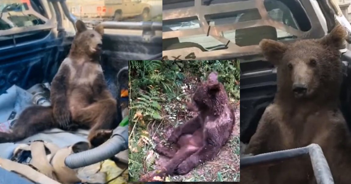 An extremely unlucky Turkish black bear cub got its hands on a pretty questionable treat: hallucinogenic "mad honey" that had it go on a very bad trip.