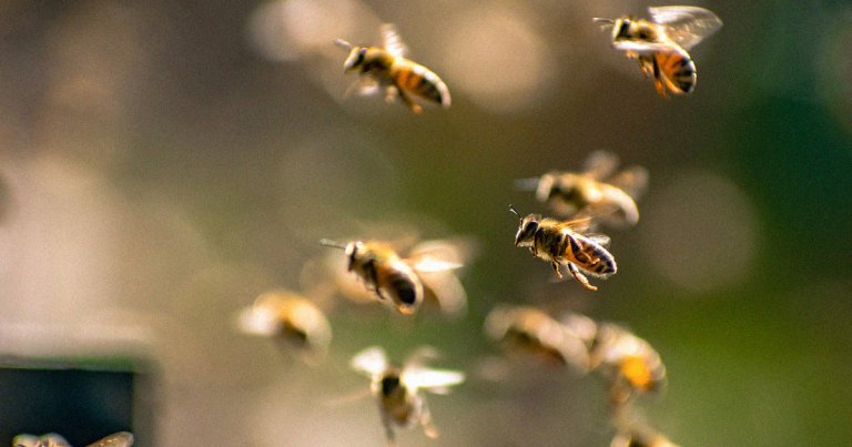 Climate change makes bee wings more asymmetrical because they develop in difficult climate and environmental conditions, two new studies say.