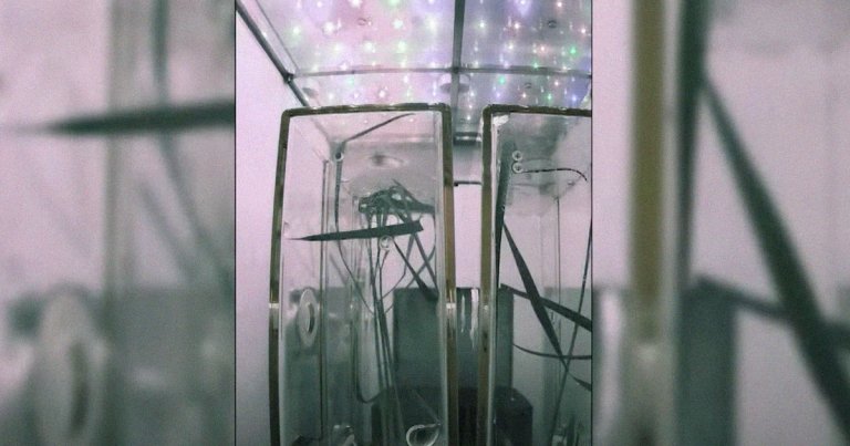 Chinese astronauts onboard China's Tiangong Space Station are reported to have successfully hatched rice seedlings in space.