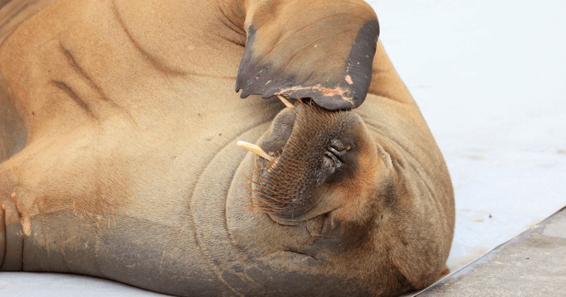 Humanity's selfishness has gotten Freya the globe-trotting walrus killed. She was euthanized after people wouldn't stop posing for pictures with the walrus.