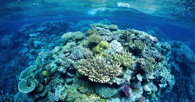 Amazing News! The Great Barrier Reef Just Made a Massive Comeback
