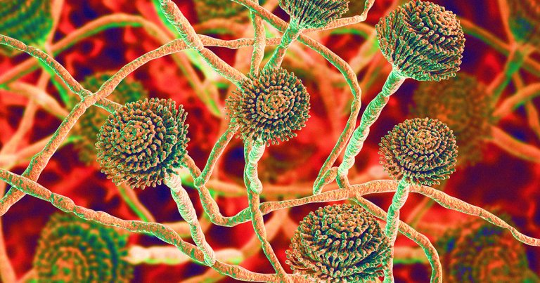 Disease experts are worrying that the next pandemic could be caused by fungi, National Geographic reports, a terrifying possibility.