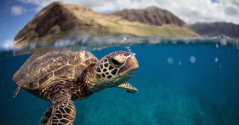 Almost every sea turtle being born in Florida is a girl because of increasing sand temperatures due to climate change. Turtle populations are in danger.