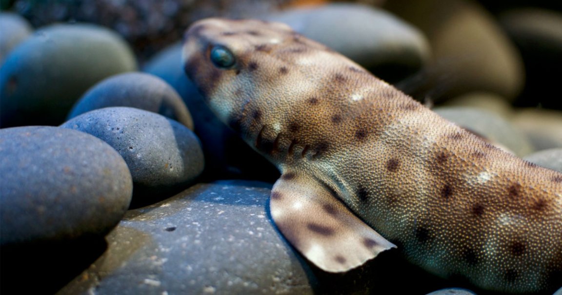 Do not panic when you read the following sentence: there are now walking sharks who have come out of the ocean to walk on land.