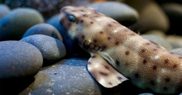 Do not panic when you read the following sentence: there are now walking sharks who have come out of the ocean to walk on land.