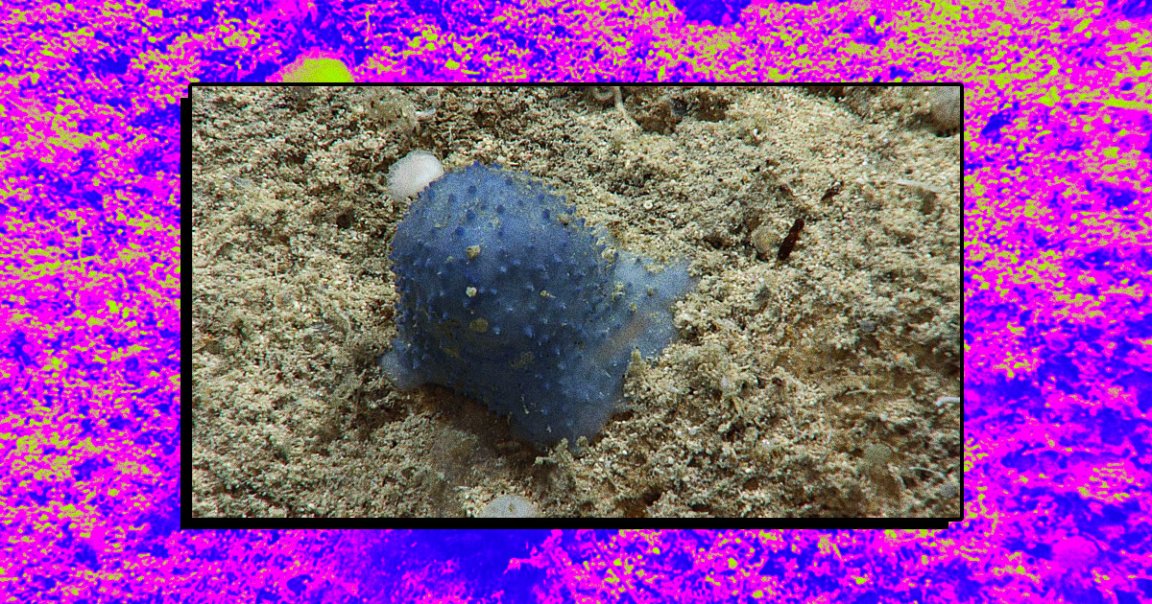 As part of the ongoing "Voyage to the Ridge 2022" expedition, scientists exploring the ocean floor have stumbled across an unidentified "blue goo" organism.
