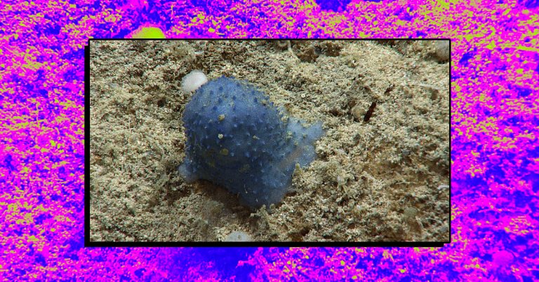 As part of the ongoing "Voyage to the Ridge 2022" expedition, scientists exploring the ocean floor have stumbled across an unidentified "blue goo" organism.