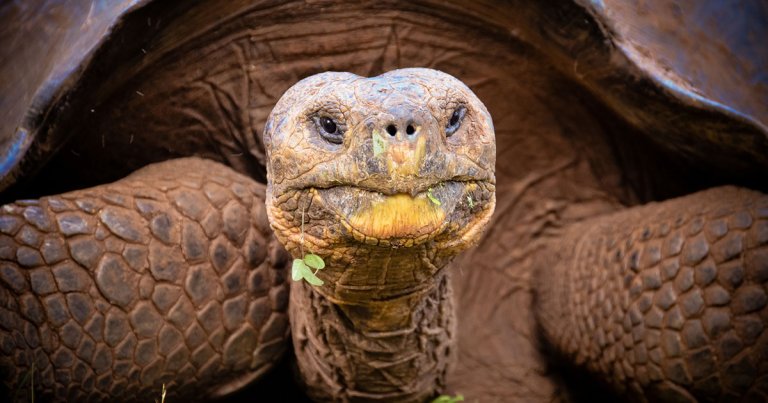 The Ecuadorian government is begging people to stop poaching the Galapagos islands' famed giant tortoises and eating them.
