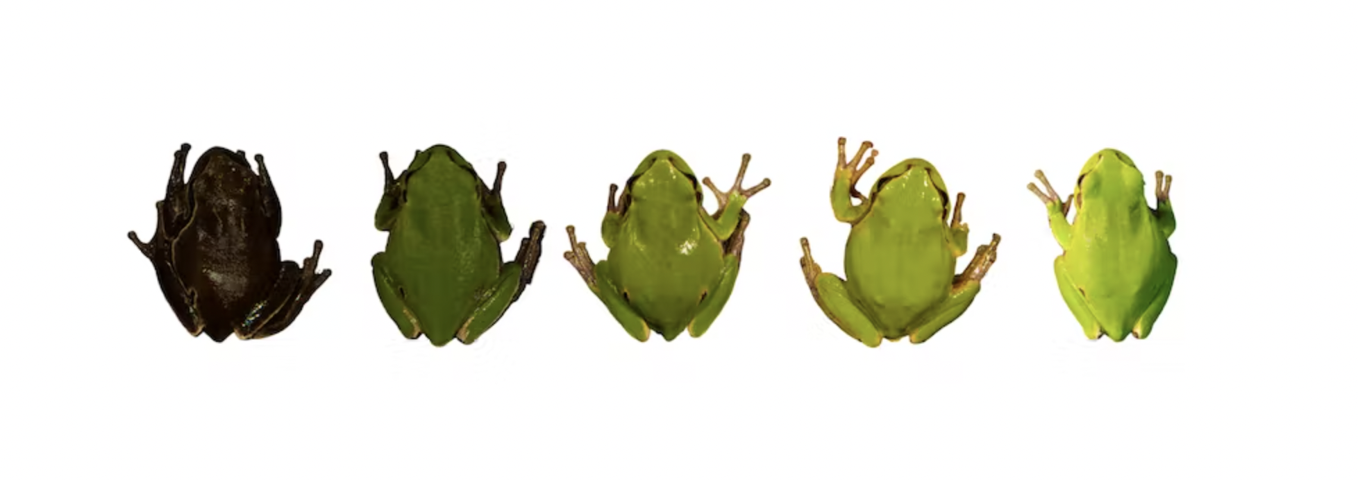 Five Eastern tree frogs found in Northern Ukraine, ranging in darkness from pitch-black on the left to lime green on the right.