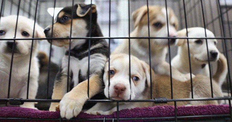 Live experimentation, some of it allegedly inhumane, on 1,027 animals reportedly led to the deaths of 329 dogs, 31 pigs, and 661 rabbits and rodents.