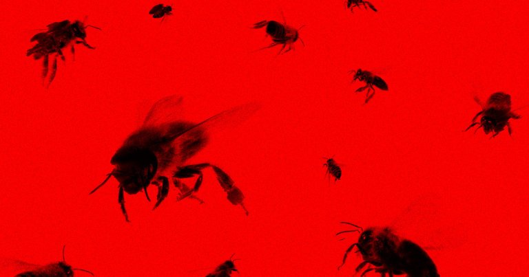 A woman protesting an allegedly wrongful eviction unleashed her wrath by siccing hundreds of bees on cops serving the eviction notice.