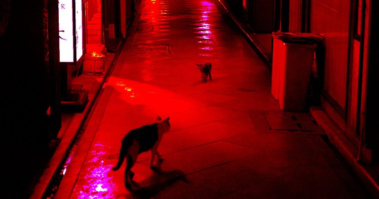 Cats, ever the mischievous and frisky pets, may be harboring a lot more human DNA than once thought, possibly tampering crime scenes, a new study says.