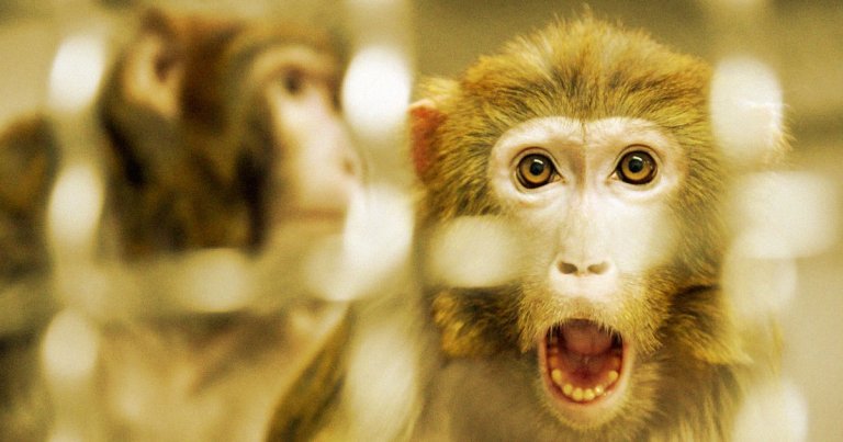 Chinese astronauts are reportedly planning to let monkeys loose on their brand-new space station to have them have sex with each other.