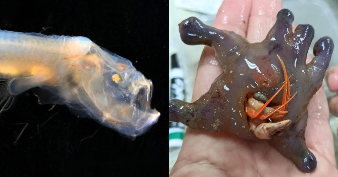 A dazzling array of fabulously strange deep sea creatures were just discovered off of Australia's Western Coast — some new, some just very rare.