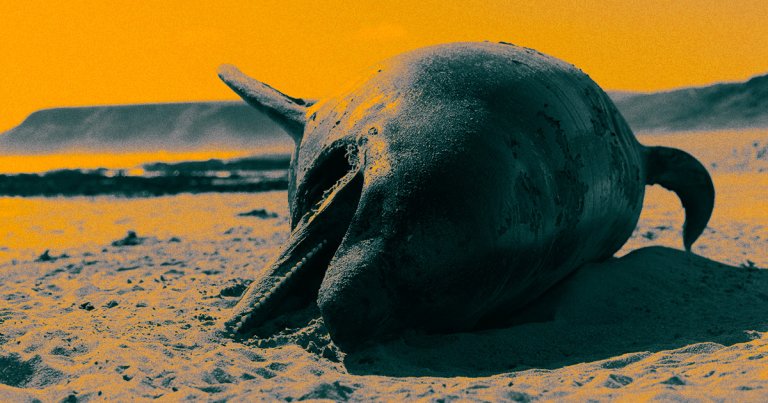 New research suggests that stranded dolphins may be tragically suffering from Alzheimer's disease — a possible boon to the "sick leader" theory.