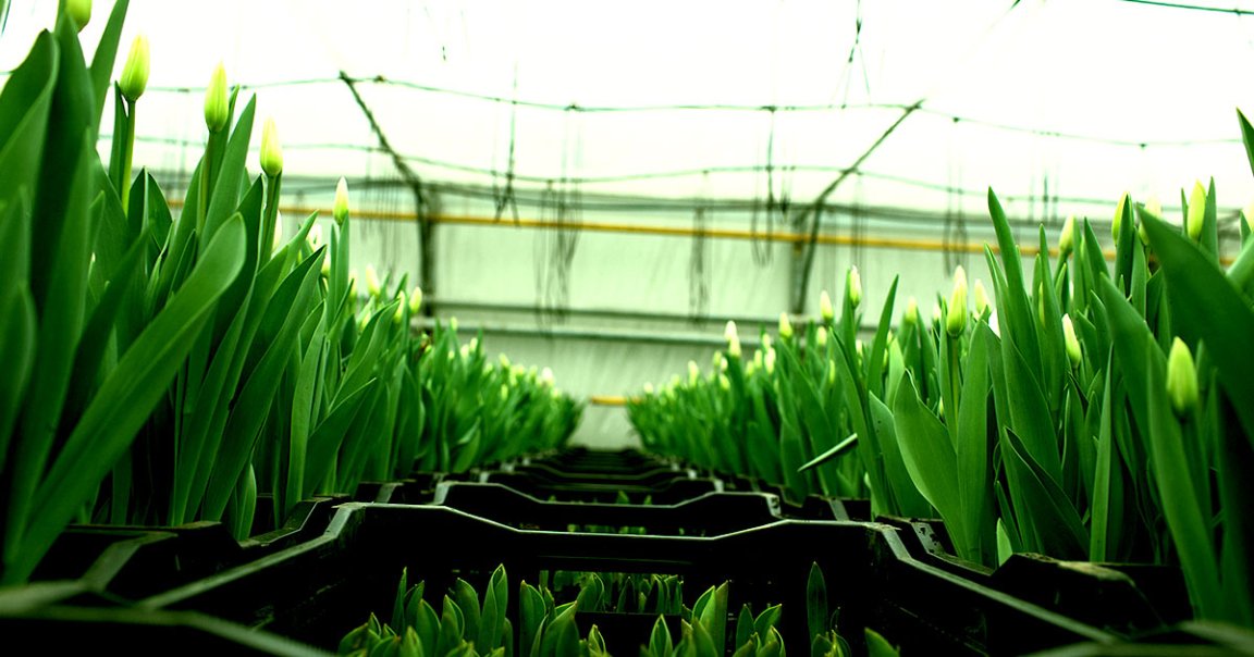 A startup in The Netherlands is using the heat being expelled by Bitcoin mining rigs to grow tulips. Ironic, given the historical context.