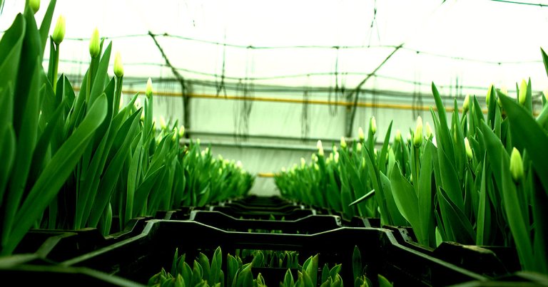 A startup in The Netherlands is using the heat being expelled by Bitcoin mining rigs to grow tulips. Ironic, given the historical context.