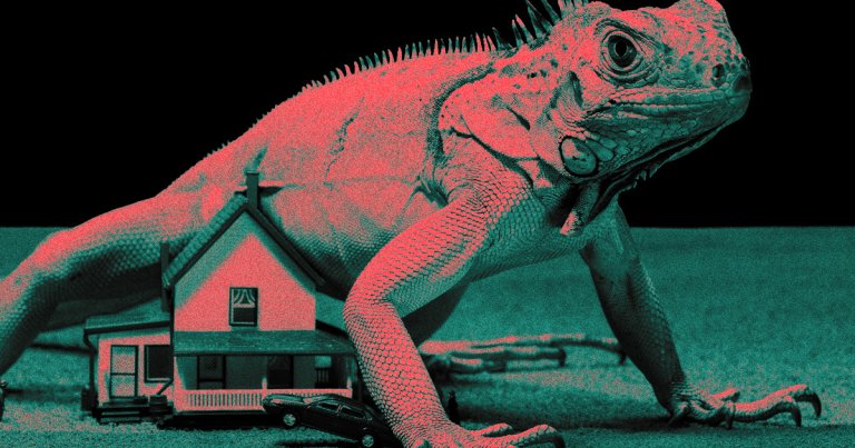 The war between Floridians and invasive iguanas continues. Unfortunately for some Floridians, one iguana laid its life on the power line this week.
