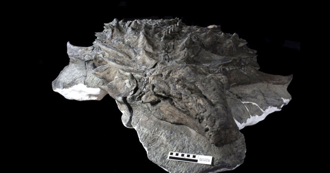 The rest of dinosaur's body was intact, too, including the armor, spikes, limbs, and its stomach contents. Looking it in the eye might unnerve you.