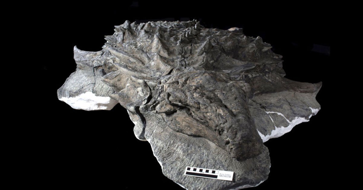 Scientists Found a Dinosaur’s Face, Complete With Its Skin