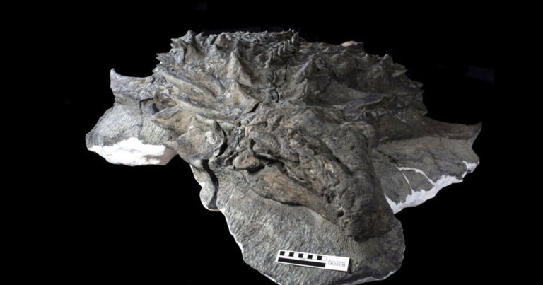 The rest of dinosaur's body was intact, too, including the armor, spikes, limbs, and its stomach contents. Looking it in the eye might unnerve you.