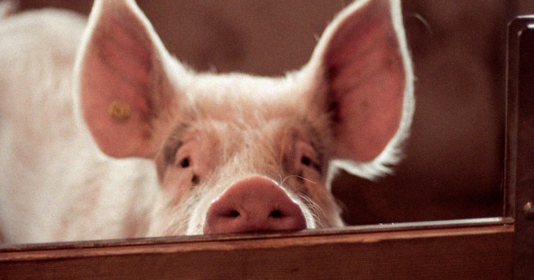 Scientists in China have successfully been able to restore normal erections in pigs with injured penises by way of bionic tissue transplant.