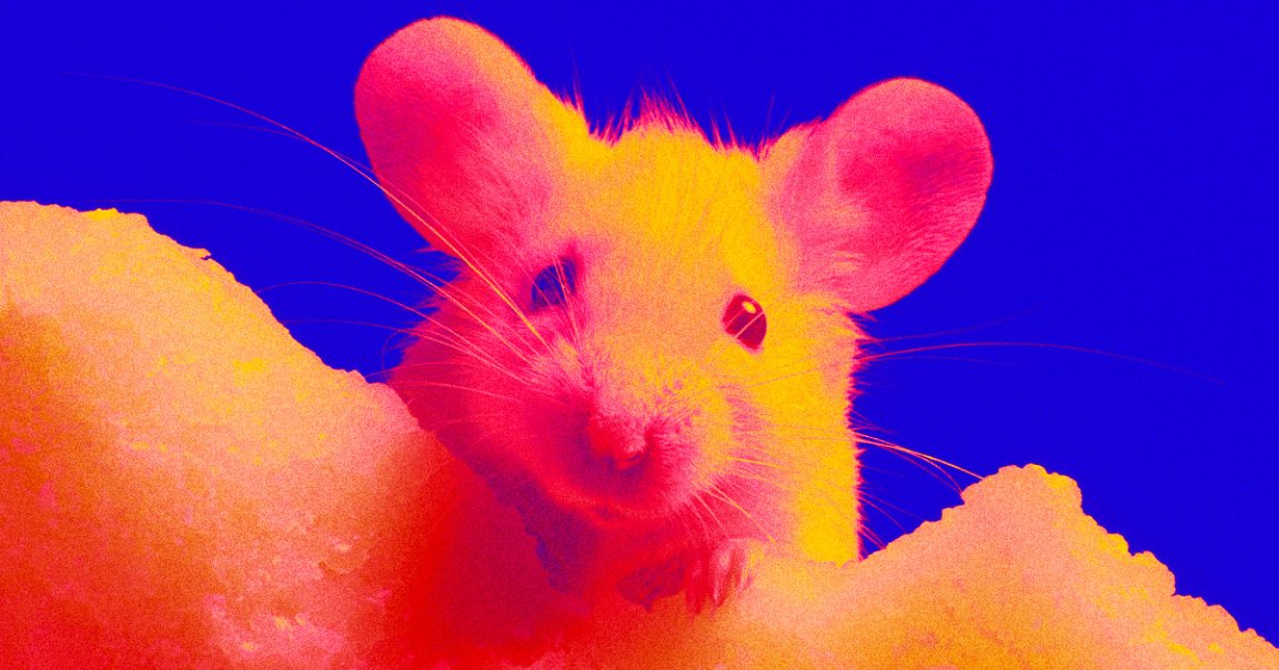 Using stem cells to grow minitiarized intestinal tissue called organoids, the researchers recreated a human immune response inside mice.