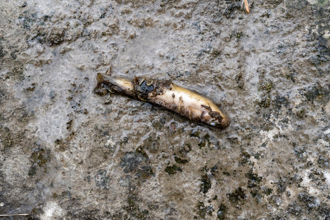 In spite of government reassurances, things are starting to look scary in East Palestine, Ohio, where a new tally puts the fish death toll at over 43,000.