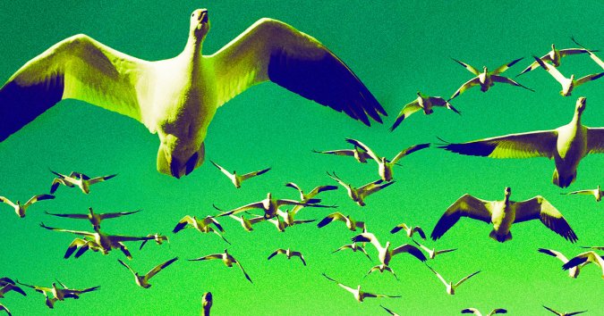 Huge Plume of Birds Explodes Out of SpaceX's Starship Engine Test