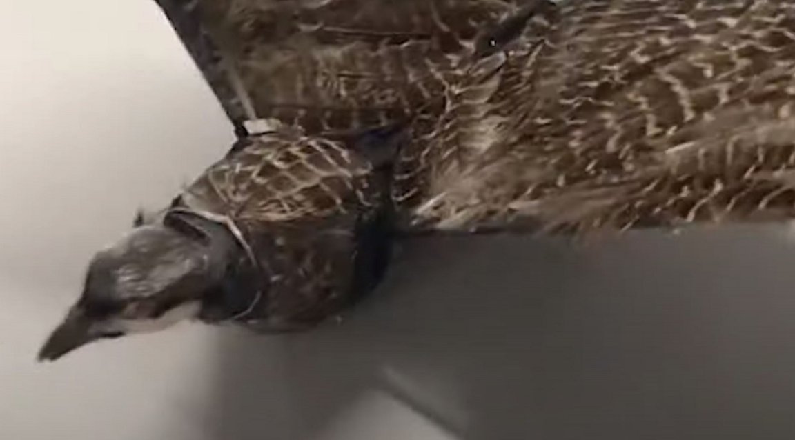 Take some taxidermied bird parts and stick them on a flying machine and voilà: you have a stealthy drone that looks a lot like an actual bird.
