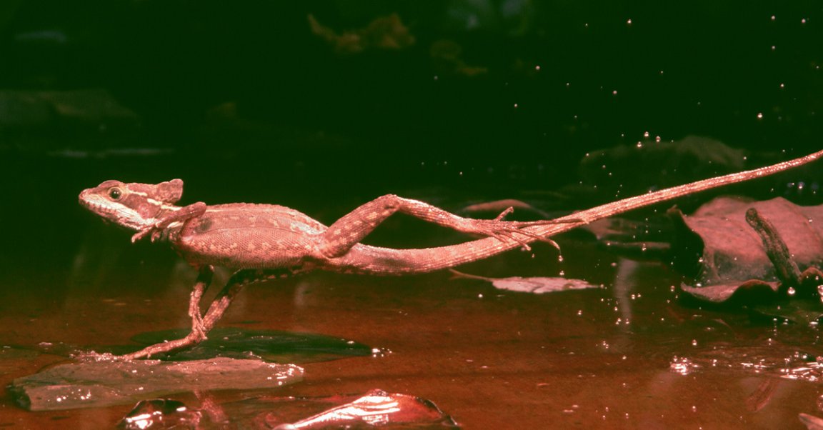 The brown basilisk, known as the "Jesus Christ Lizard" for its ability to run on water, is expanding its "army." Scientists are ringing the alarm bells.