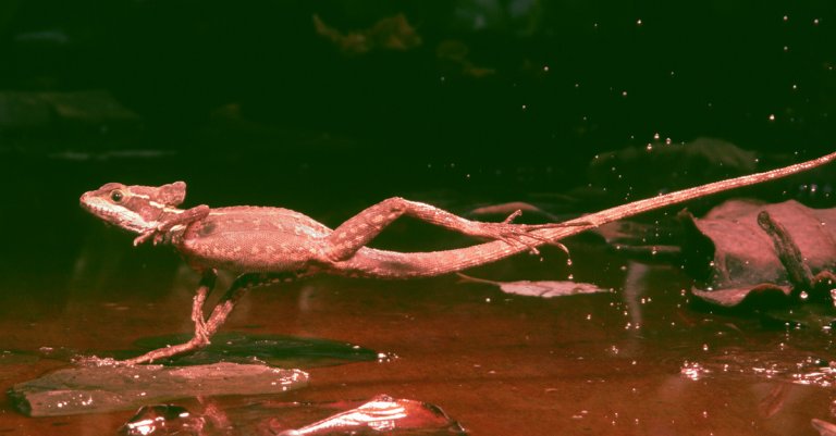 The brown basilisk, known as the "Jesus Christ Lizard" for its ability to run on water, is expanding its "army." Scientists are ringing the alarm bells.