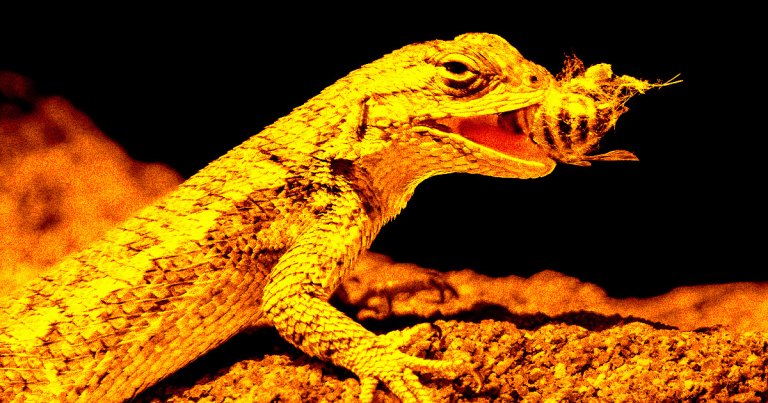 The Colorado checkered whiptail — a rare asexual lizard — overeats to cope with the stress of noisy military flyovers, scientists say. In a word: relatable.