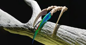Scientists have concluded that the Therizinosaurus was a much gentler giant than previously thought — despite its three-foot claws on each hand.