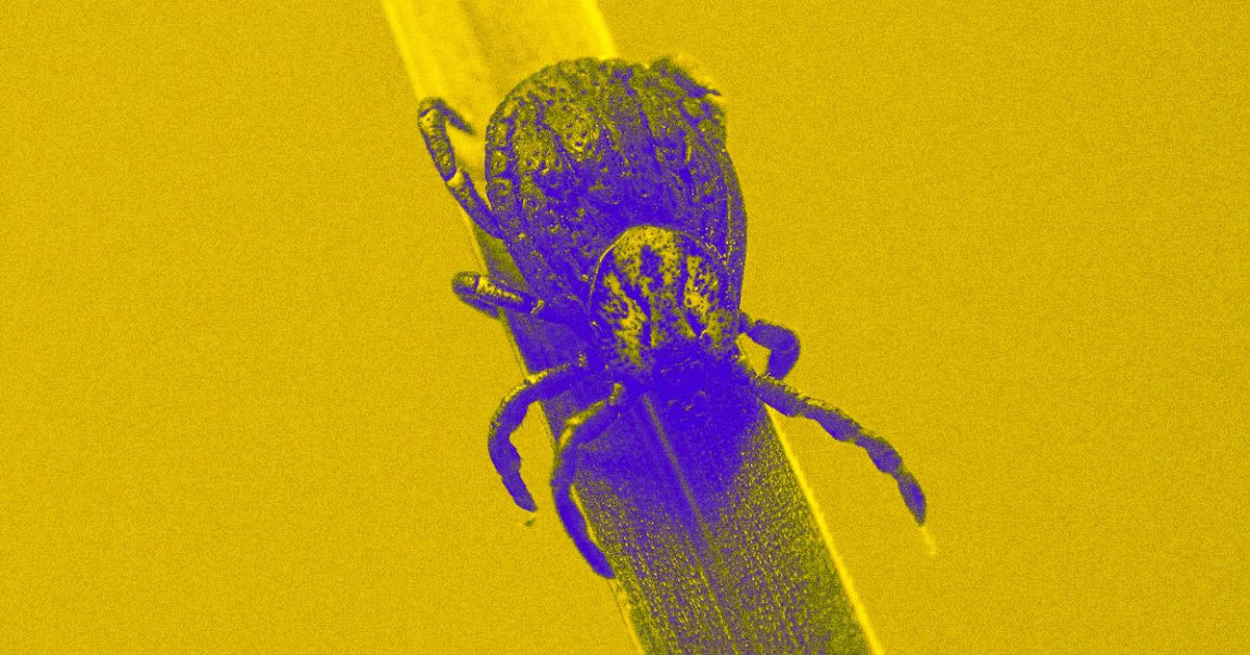 Babesiosis ticks