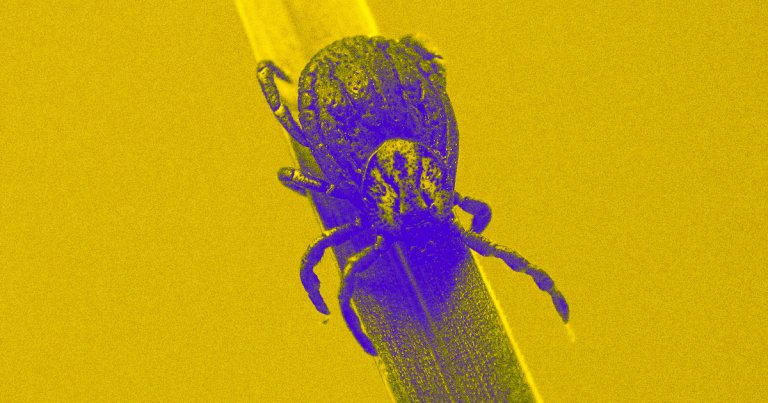 Babesiosis ticks
