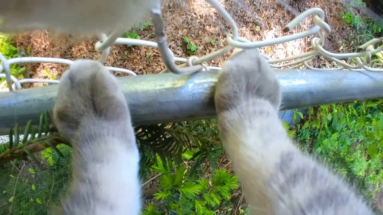 There's nothing the internet loves more than cat videos — but what about videos filmed from a cat's perspective?