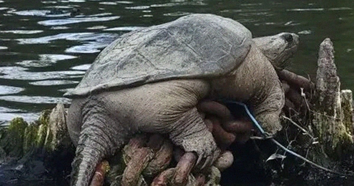 Internet Stunned by Colossal “Chonkasaurus” Turtle Spotted in River