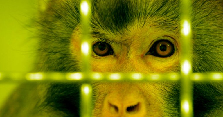Scientists have developed a new gene therapy that can reverse vision loss in primates, potentially laying the groundwork for human treatment.