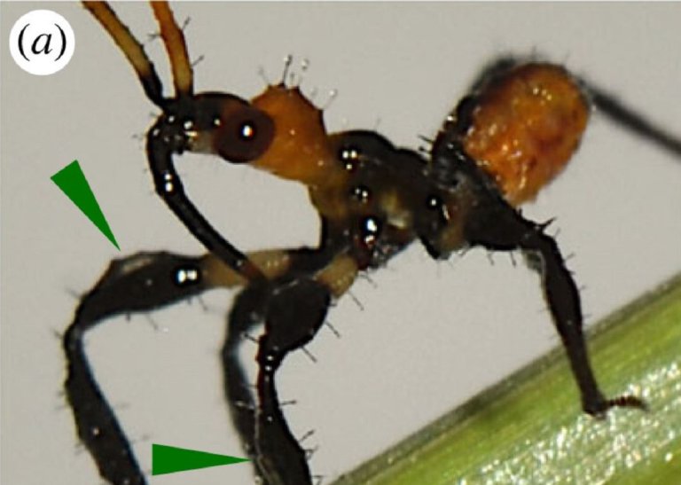 Scientists have discovered a new type of tool-using insect, nicknamed the "assassin bug" for a creative — and deadly — hunting technique.