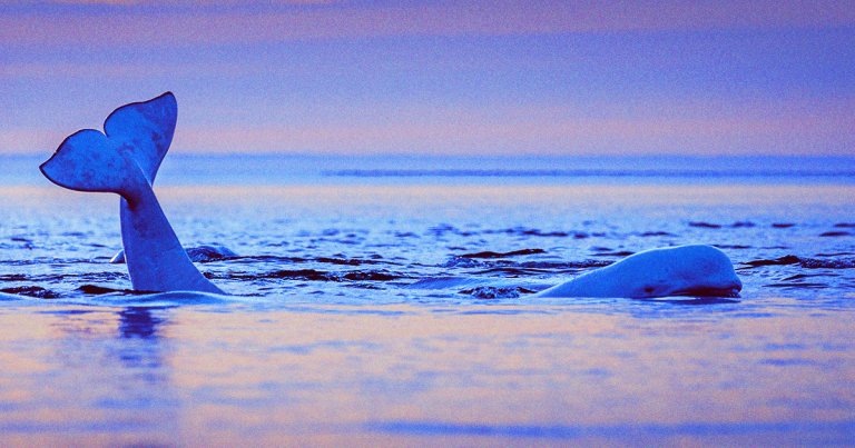 A beluga whale, suspected of being a "Russian Spy," was seen far from home and experts say he may be looking for friends or a mate.