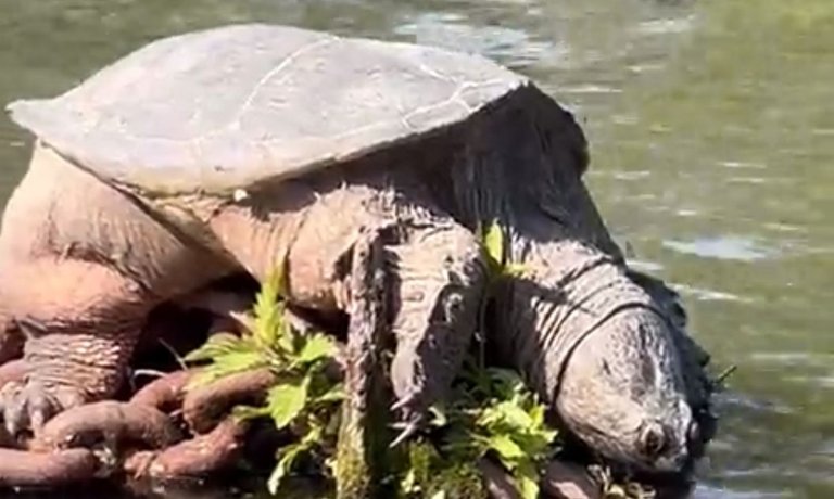 The gigantic "Chonkasaurus" snapping turtle, which captured hearts online, has once again been spotted on the Chicago River.