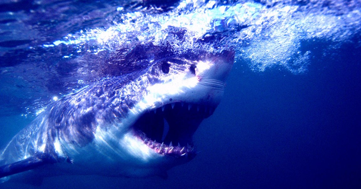 Researchers found that sharks — including juvenile great white sharks — hang out far closer to swimmers and surfers than previously thought.