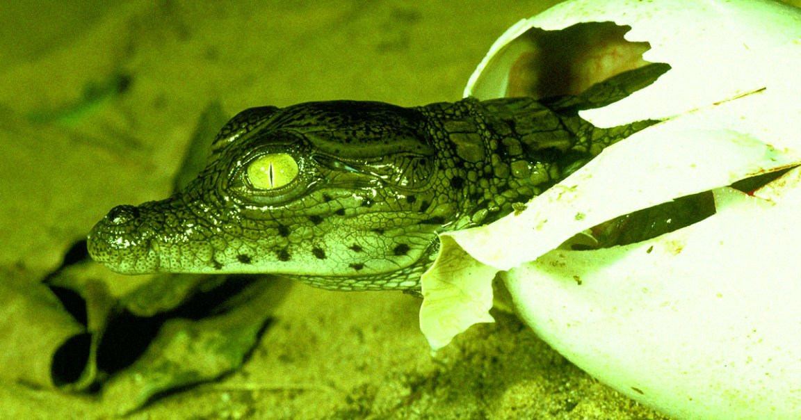 Scientists have confirmed through genetic testing that an 18-year-old female crocodile impregnated herself without a male mate.